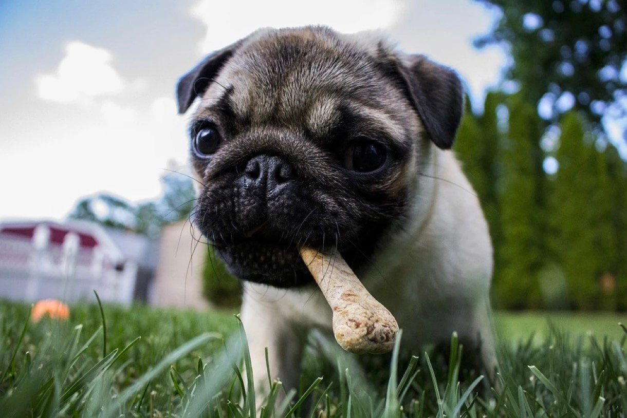 a pug puppy carrying a bone treat